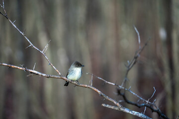 small bird sitting on branch in front of bare tree,