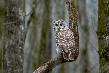 an owl perched on a branch near a tree in a woods