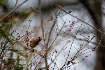 a bird sitting in a tree with red berries on it