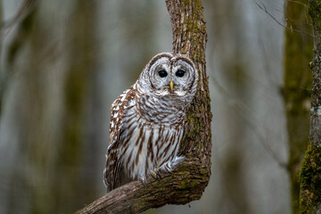 a brown and white owl sitting on top of a tree