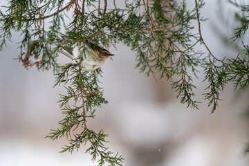a small bird perched on a branch in the snow,