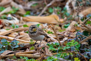 small bird standing in some bushes and leaves with a yellow beak