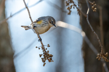 a bird that is sitting on a branch with berries in its beak
