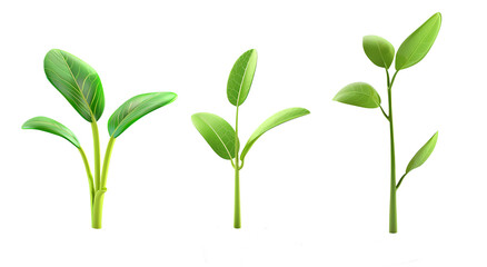 Obraz premium set three sprout plant isolated on transparent png background, gardening farm concept. For banner, design, presentation, template. 3d style