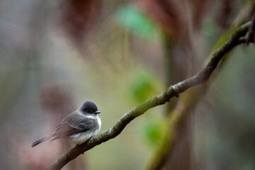 a small bird perched on a thin branch in a forest
