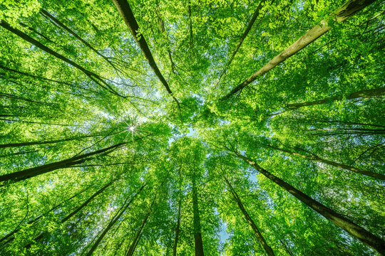 Springtime forest with setting sun shining through leaves and branches. Nature, forestry, habitat, environment and sustainability concepts