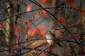a small bird sitting on a branch near red berries and other trees