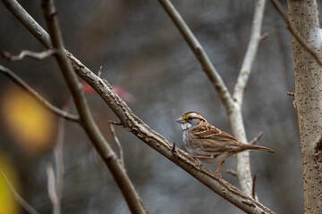 the bird is sitting on the tree limb in the yard