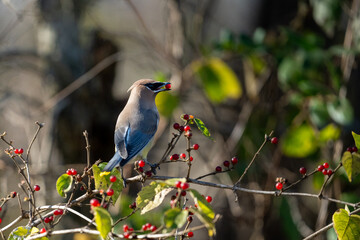 a bird perched on top of some berries in a tree