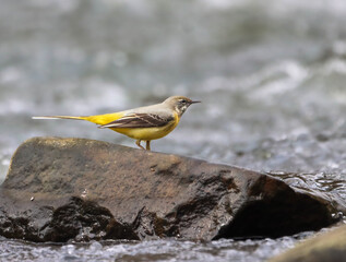 Grey wagtail perched on a rock in a watery landscape surrounded by rocks