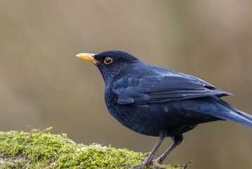 Blackbird perched on moss-covered log, making eye contact with camera