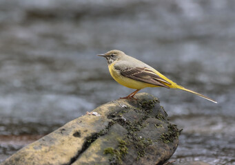 Grey wagtail perched on a rock in a watery landscape surrounded by rocks