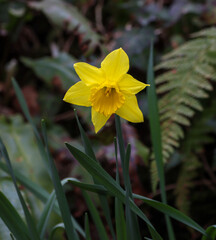 Vibrant Daffodil flower blooms amidst lush green leaves and ferns in a field
