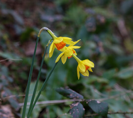 Yellow daffodils in a garden, captured from a unique angle