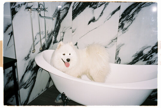 The dog is in the bath