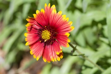 Closeup of a beautiful red and yellow flower