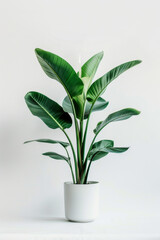 Green leaf potted plant on white background front view