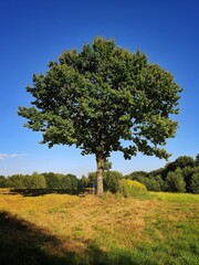 Drzewo w polu