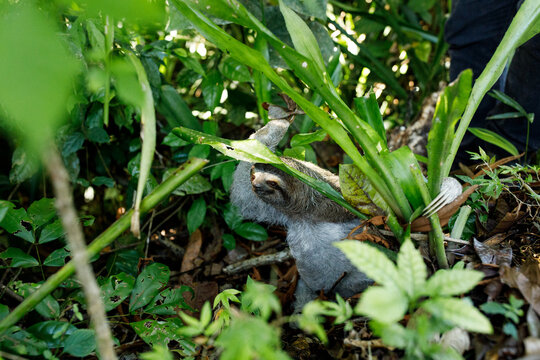 Sloth in the greenery