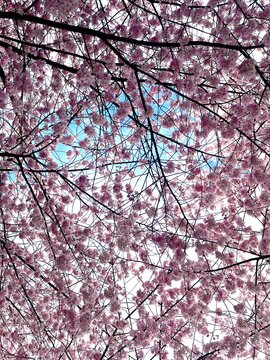 Blooming cherry blossoms in Spring