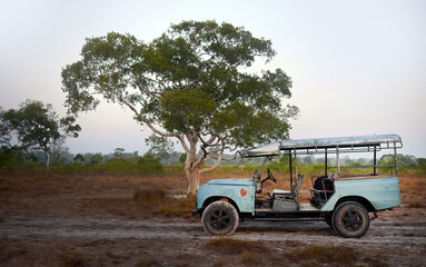 Side view an old vintage car land rover or jeep parking in savannah dry field in the early morning...