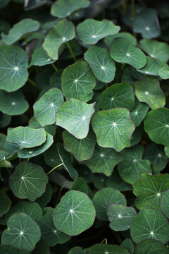 Green Nasturtium Leaves