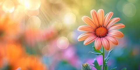 Beautiful daisy flower with bokeh background. Vector illustration.