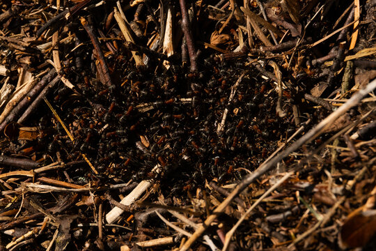 Close up shot of ants in anthill.