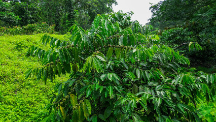 Obraz premium View from a coffe tree with beans at a plantation at Sao Tome, Africa