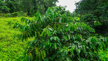 View from a coffe tree with beans at a plantation at Sao Tome, Africa