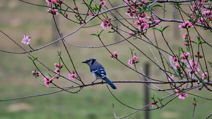 a blue jay in the middle of the blossoming pink blossoms