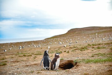 Obraz premium two penguins sitting together in front of a hole in the ground