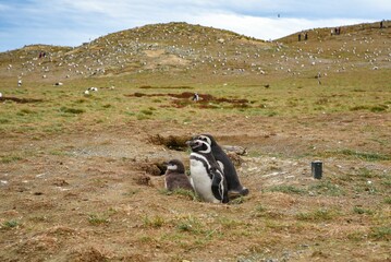 penguin resting on its nest in a small hole with others looking on