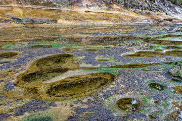Vibrant tide pools at Botanical Beach, Port Renfrew, Vancouver Island, British Columbia, Canada