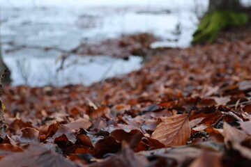 Extremely nice closeup of Swedish untouched nature. Just 30 minutes from Stockholm City. Nice nature