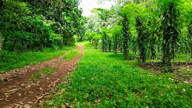 View from a road between Planifolia Vanilla plants and jungle