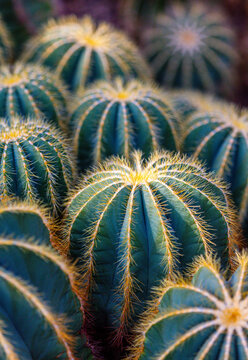Parodia magnifica cactus cluster