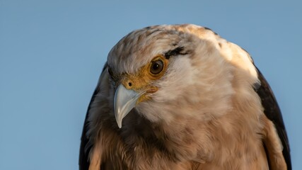 Closeup shot of a Colombian tropical bird hunting against a blue backdrop