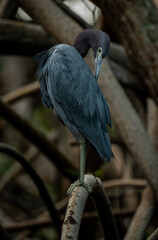 Vertical shot of a little blue heron bird perched on a branch