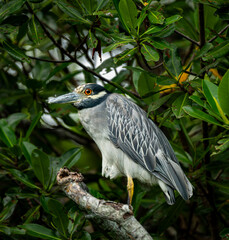 Closeup shot of a yellow-crowned night heron perched on a tree branch