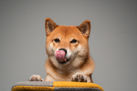 Dog licking nose portrait