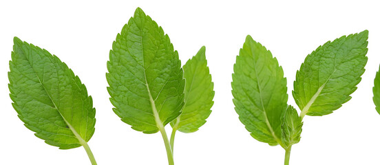 green mint  leaves isolated on white