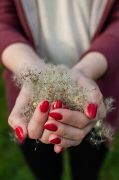 Dandelion fluff