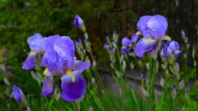 Blue large iris flowers close-up in a flowerbed in a small town.   B roll