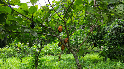 Lush green landscape with numerous coocnut trees in foreground, Sao Tome, Africa