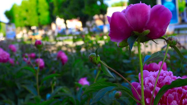 Large flowers and buds of pink peonies in a flowerbed in the center of a small town. Soft evening light. B roll