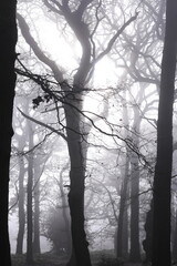 Dense autumn forest shrouded in fog on a cold afternoon