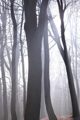 Sunlight filters through a misty forest canopy with abundant trees