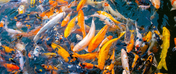 There are many colorful Japanese carp fish swimming in the water. Fish farm. The pond is teeming...
