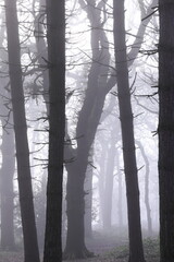 Obraz premium Sunlight filters through a misty forest canopy with abundant trees